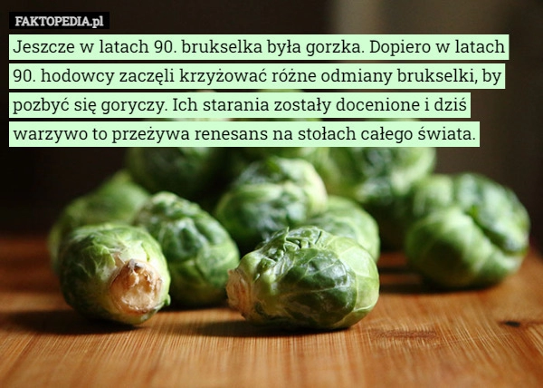 
    
			Jeszcze w latach 90. brukselka była gorzka. Dopiero w latach 90. hodowcy...					