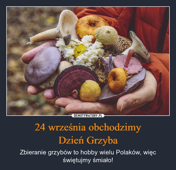 
    24 września obchodzimy
Dzień Grzyba