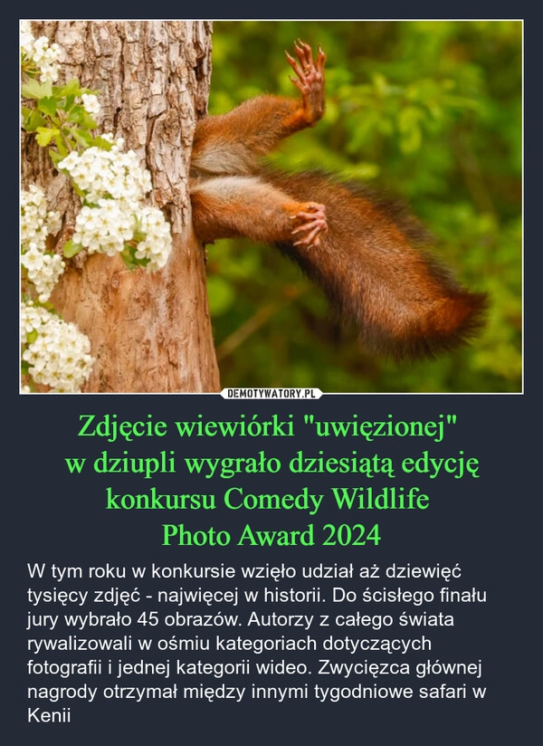 
    Zdjęcie wiewiórki "uwięzionej" 
w dziupli wygrało dziesiątą edycję konkursu Comedy Wildlife 
Photo Award 2024