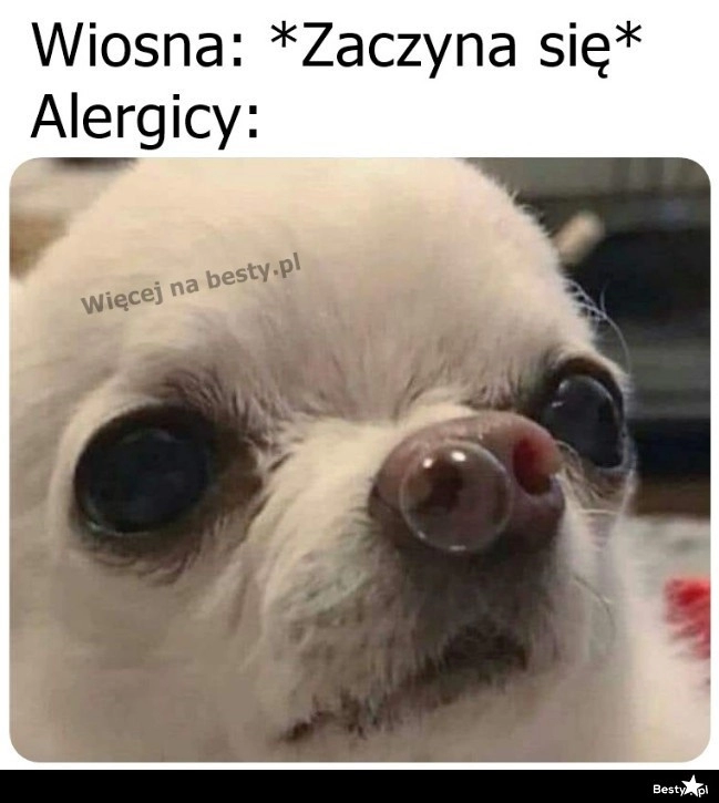 
    Alergicy 