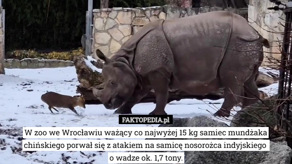 
    W zoo we Wrocławiu ważący co najwyżej 15 kg samiec mundżaka chińskiego porwał