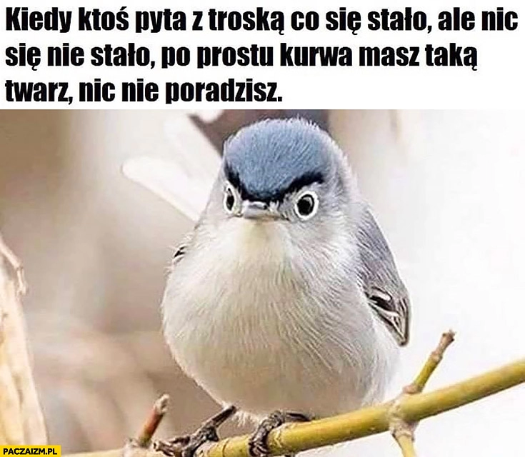 
    Kiedy ktoś pyta co się stało ale nic się nie stało po prostu masz taką twarz nic nie poradzisz ptak ptaszek