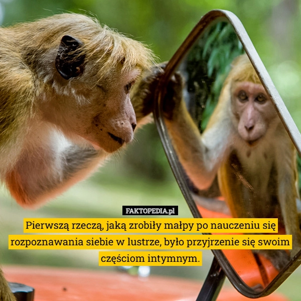 
    Pierwszą rzeczą, jaką zrobiły małpy po nauczeniu się rozpoznawania siebie