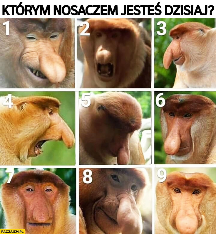 
    Którym nosaczem sundajskim jesteś dzisiaj? Małpa małpy numery od 1 do 9