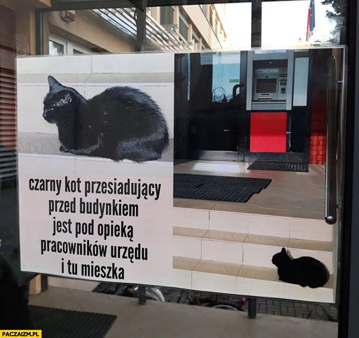 Czarny kot przesiadujący przed budynkiem jest pod opieką pracowników urzędu i tu mieszka Piaseczno