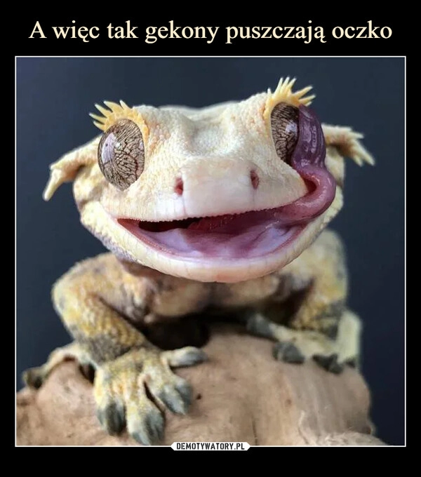 
    A więc tak gekony puszczają oczko