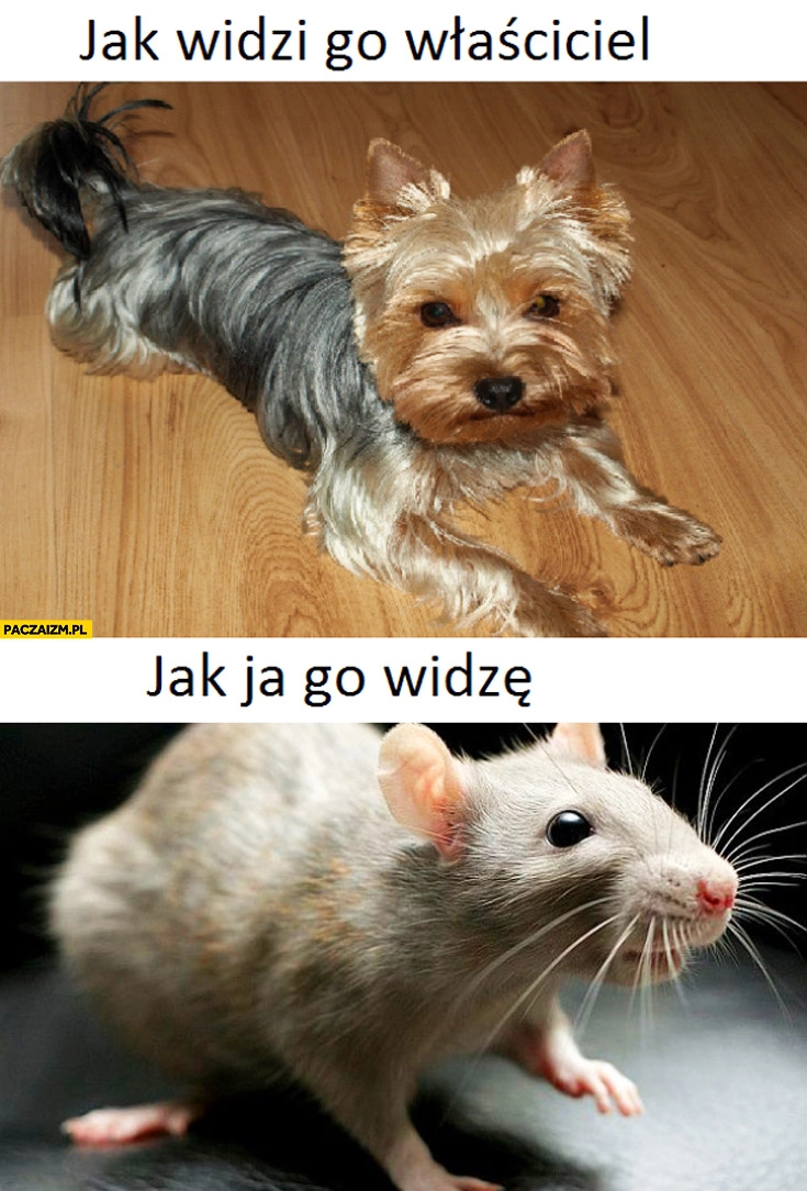 
    York jak widzi go właściciel jak ja go widzę