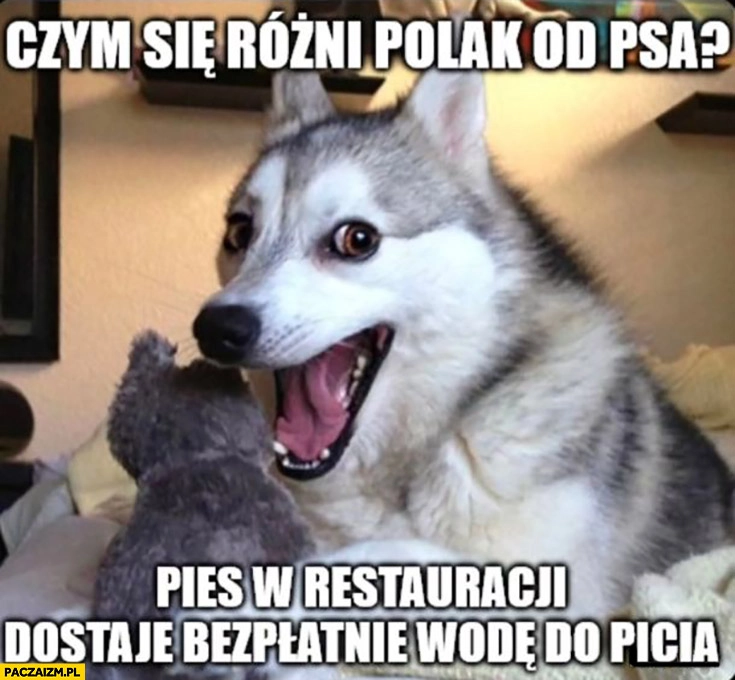 
    Czym się rożni Polak od psa? Pies w restauracji dostaje bezpłatnie wodę do picia