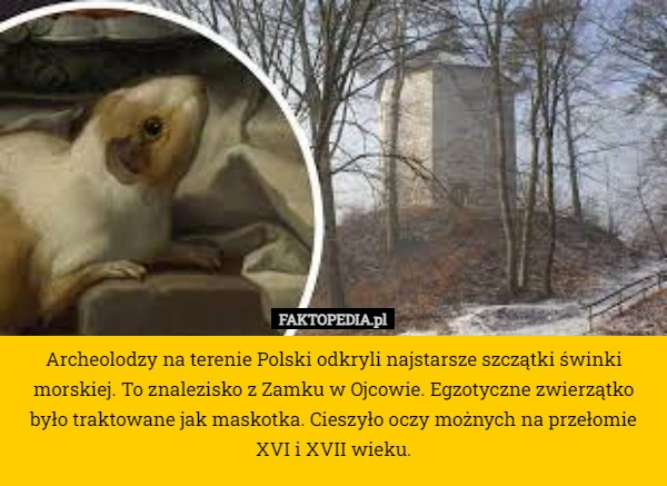 
    Archeolodzy na terenie Polski odkryli najstarsze szczątki świnki morskiej.