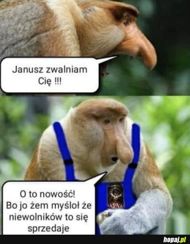 
    Januszex
