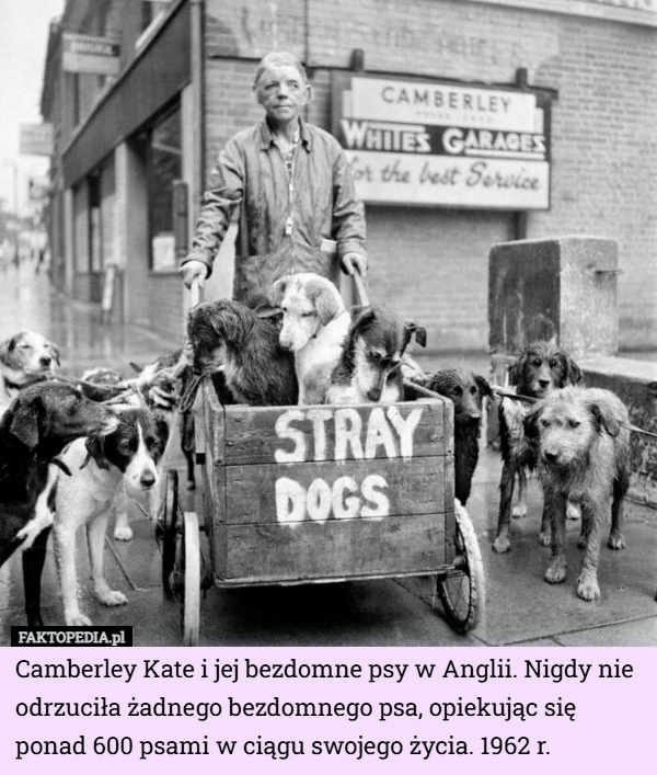 
    Camberley Kate i jej bezdomne psy w Anglii. Nigdy nie odrzuciła żadnego...