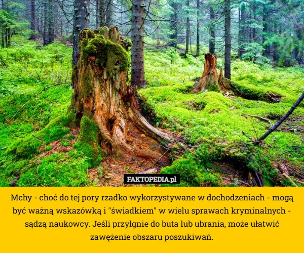 
     Mchy - choć do tej pory rzadko wykorzystywane w dochodzeniach - mogą być