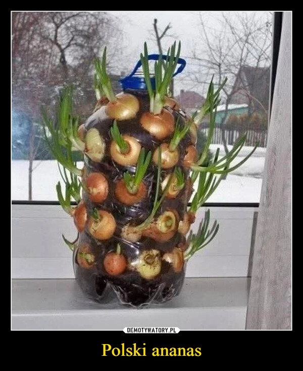 
    Polski ananas