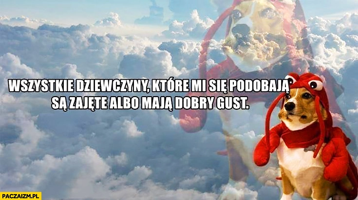 
    Wszystkie dziewczyny które mi się podobają są zajęte albo maja dobry gust pies homar