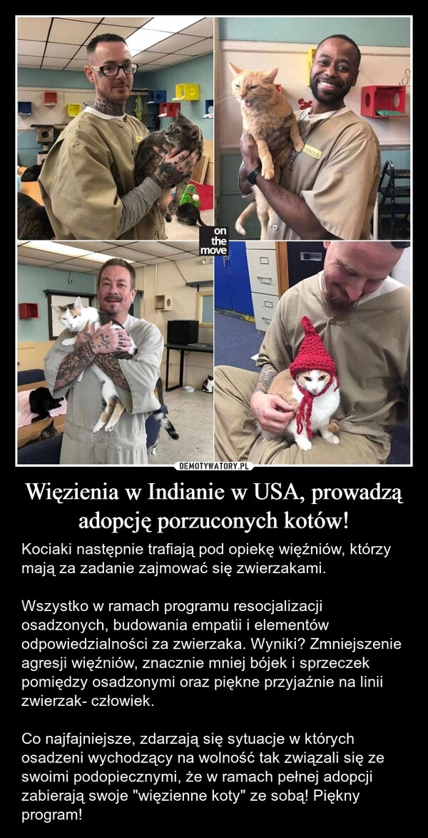 
    Więzienia w Indianie w USA, prowadzą adopcję porzuconych kotów!