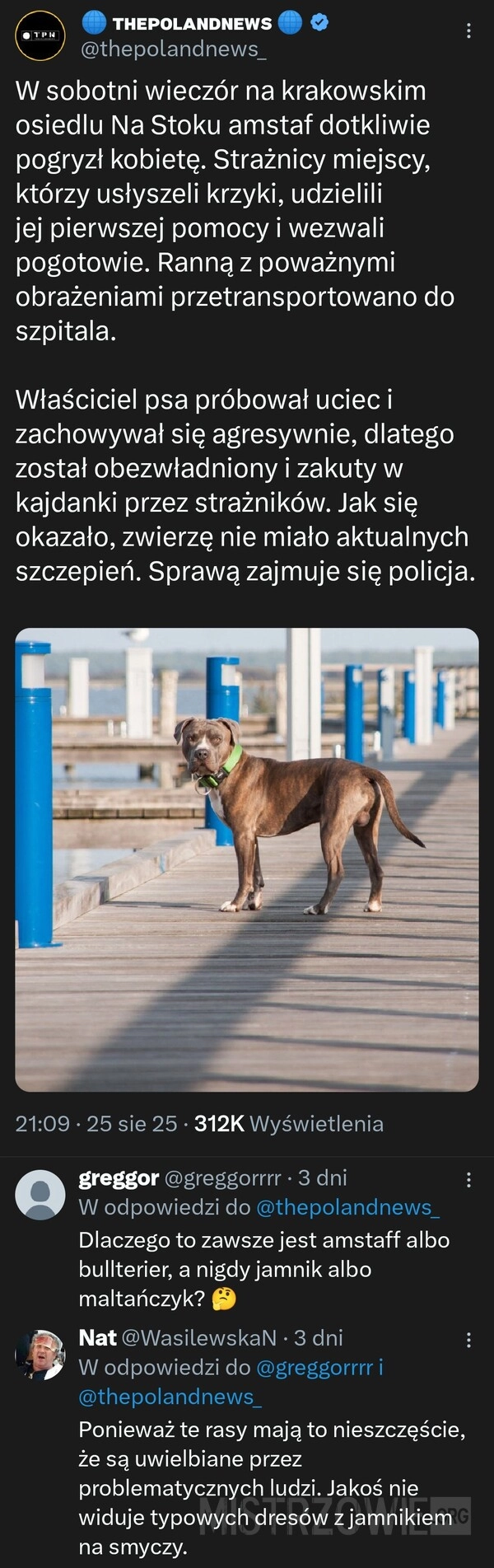 
    Amstaf