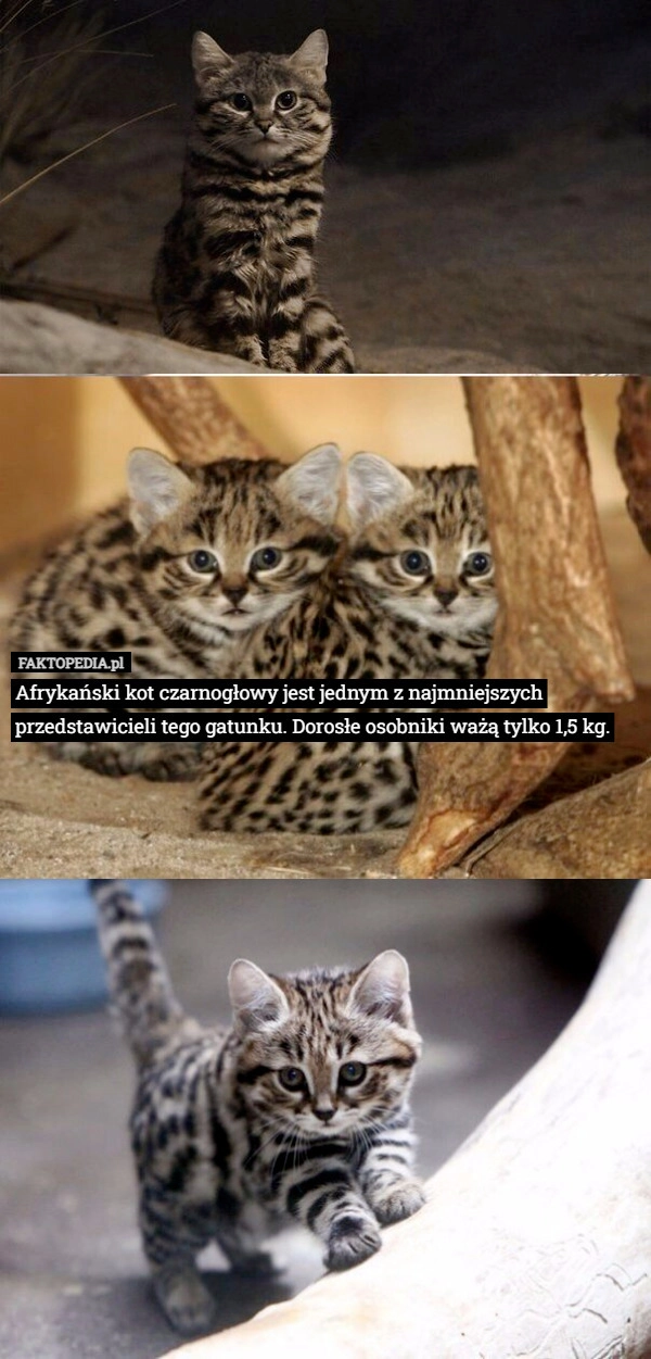 
    Afrykański kot czarnogłowy jest jednym z najmniejszych przedstawicieli tego