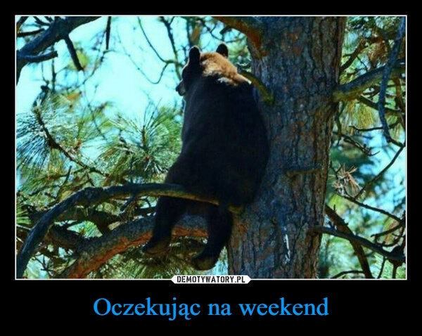 
    Oczekując na weekend