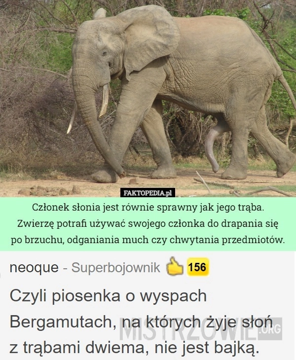 
    
			Słoń					