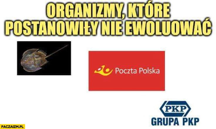 
    Organizmy które postanowiły nie ewoluować poczta polska PKP