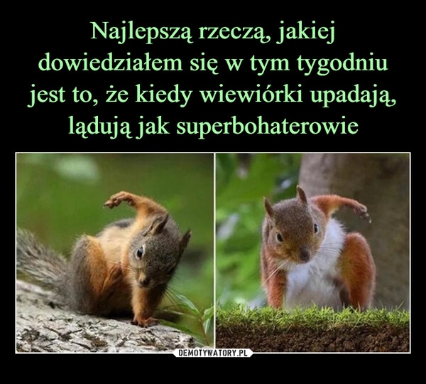 
    Najlepszą rzeczą, jakiej dowiedziałem się w tym tygodniu jest to, że kiedy wiewiórki upadają, lądują jak superbohaterowie