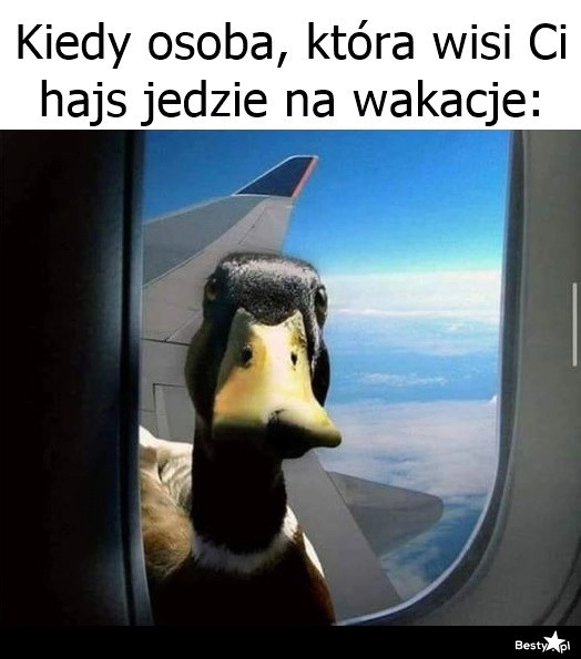 
    Oddawaj hajsy! 