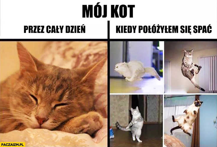 Mój kot przez cały dzień śpi kiedy położyłem się spać harcuje lata