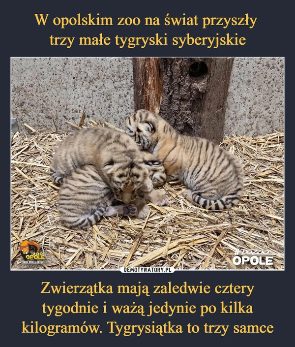 
    W opolskim zoo na świat przyszły 
trzy małe tygryski syberyjskie Zwierzątka mają zaledwie cztery tygodnie i ważą jedynie po kilka kilogramów. Tygrysiątka to trzy samce