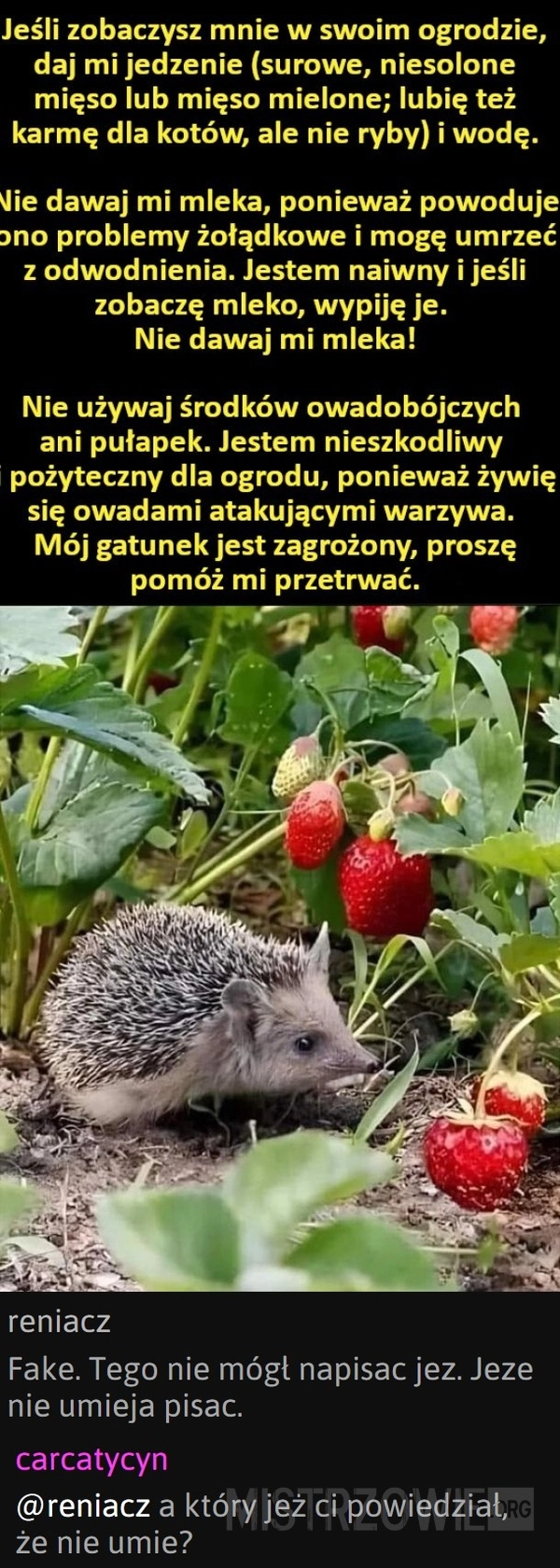 
    Jeż