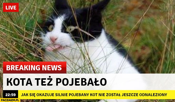 
    Kota tez pojechało breaking news