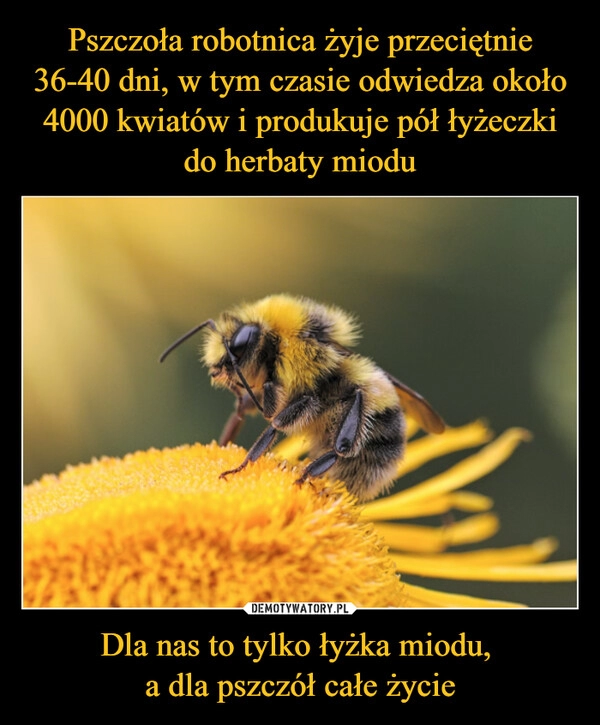 
    Pszczoła robotnica żyje przeciętnie 36-40 dni, w tym czasie odwiedza około 4000 kwiatów i produkuje pół łyżeczki do herbaty miodu Dla nas to tylko łyżka miodu, 
a dla pszczół całe życie