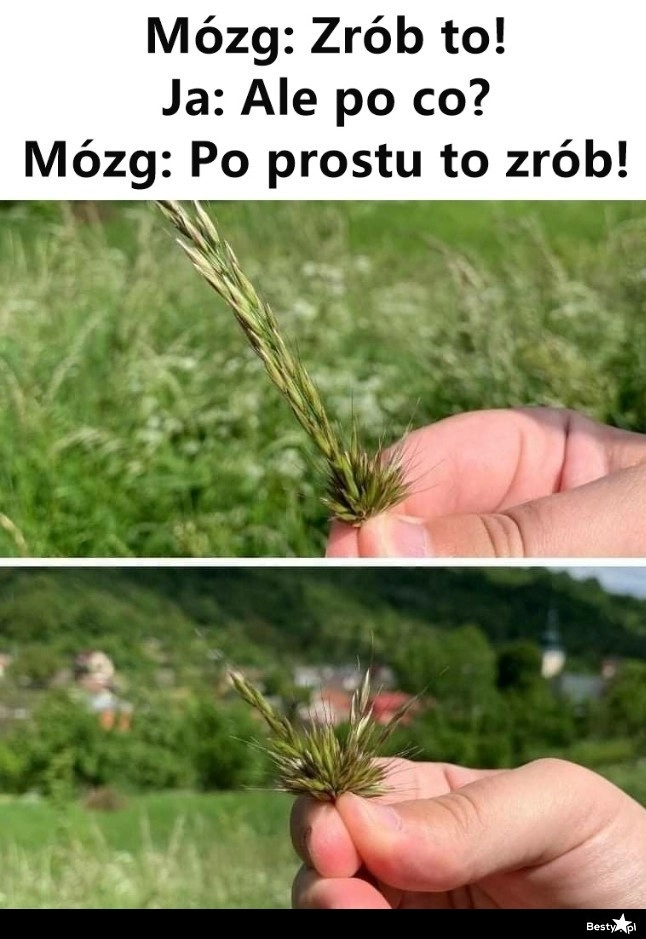 
    Kura czy kogut 