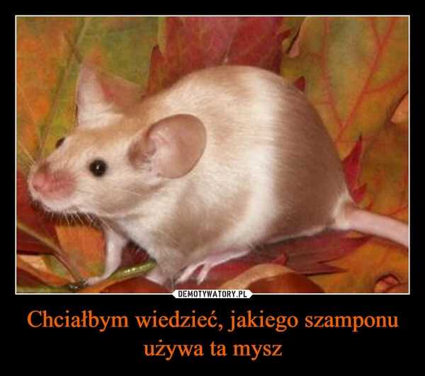 
    Chciałbym wiedzieć, jakiego szamponu używa ta mysz