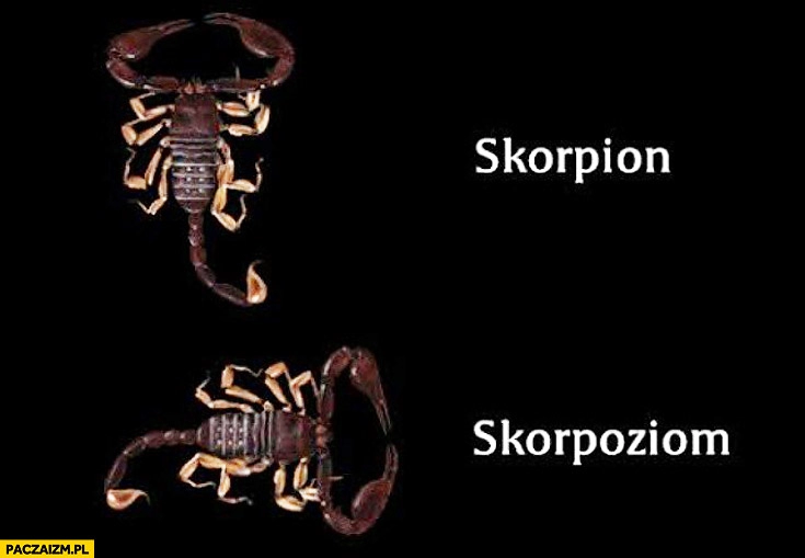 
    Skorpion skorpoziom