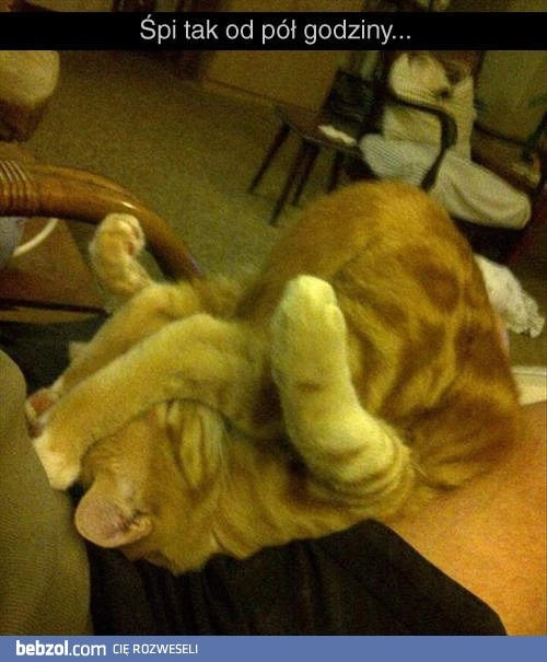 
    Mój kotek zasnął