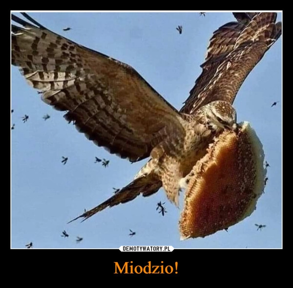 
    Miodzio!