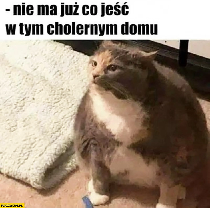 
    Gruby kot nie ma już co jeść w tym cholernym domu