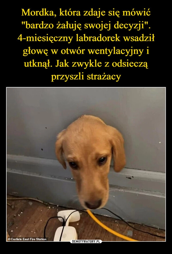 
    Mordka, która zdaje się mówić "bardzo żałuję swojej decyzji". 4-miesięczny labradorek wsadził głowę w otwór wentylacyjny i utknął. Jak zwykle z odsieczą przyszli strażacy