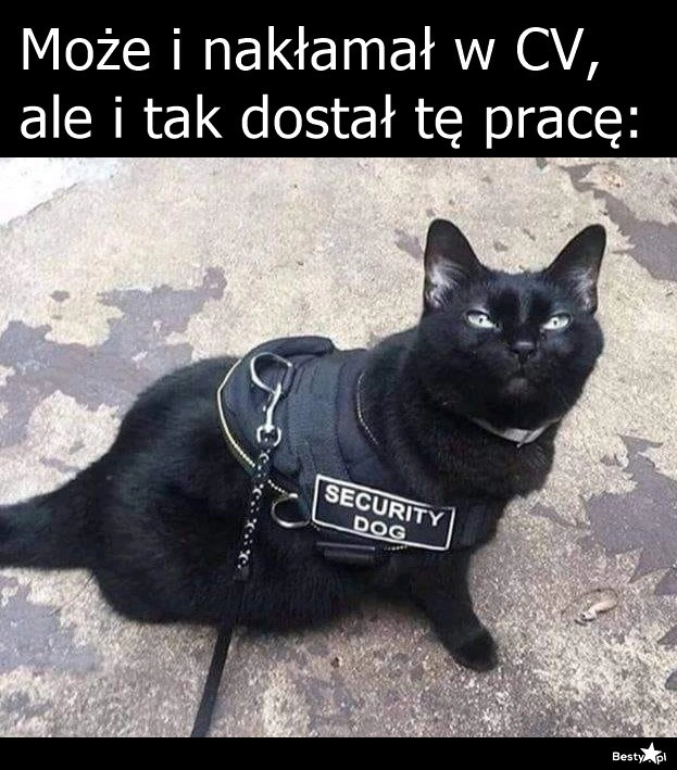 
    Kot stróżujący 