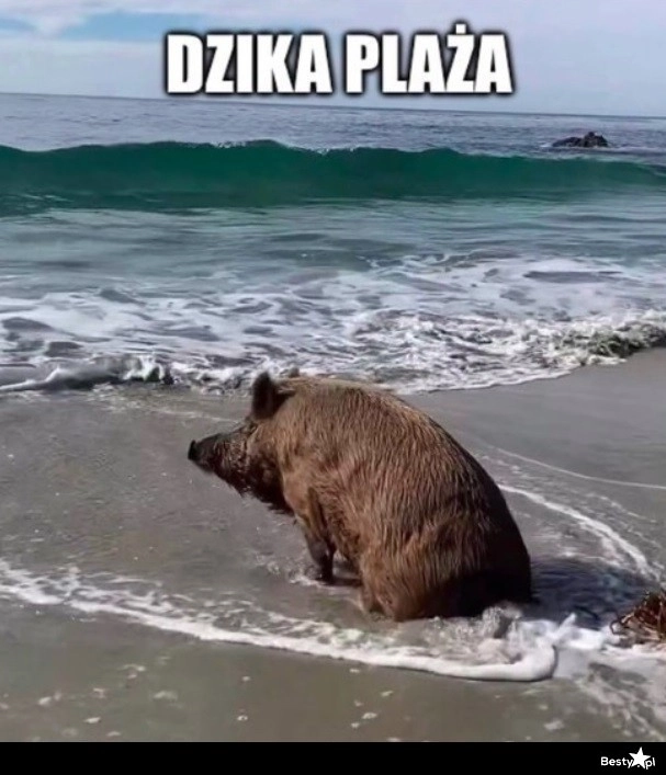 
    Dzika plaża 