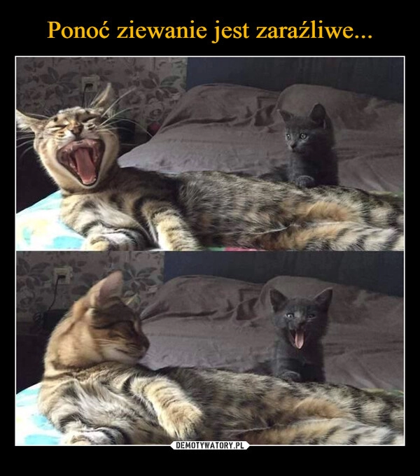 
    Ponoć ziewanie jest zaraźliwe...