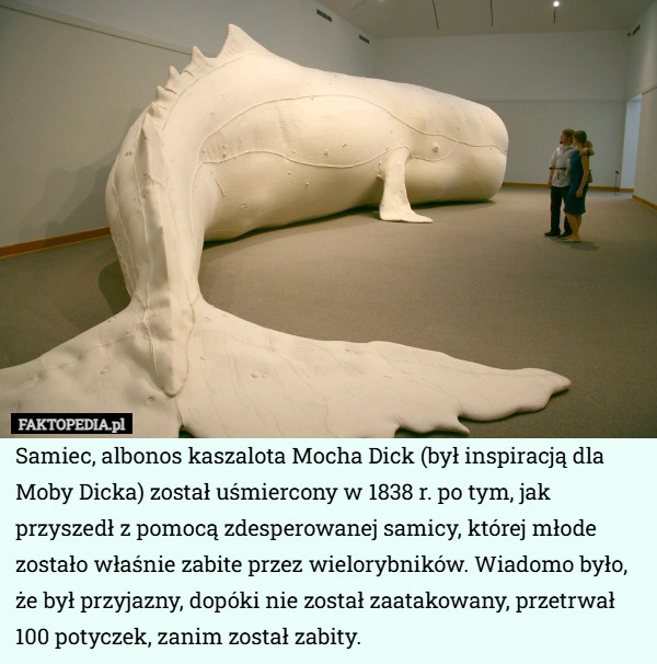 
    Samiec, albonos kaszalota Mocha Dick (był inspiracją dla Moby Dicka) został