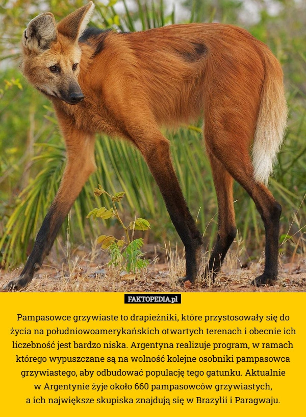 
    Pampasowce grzywiaste to drapieżniki, które przystosowały się do życia na