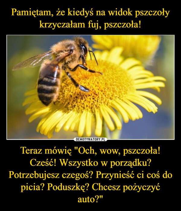 
    Pamiętam, że kiedyś na widok pszczoły krzyczałam fuj, pszczoła! Teraz mówię "Och, wow, pszczoła! Cześć! Wszystko w porządku? Potrzebujesz czegoś? Przynieść ci coś do picia? Poduszkę? Chcesz pożyczyć auto?"