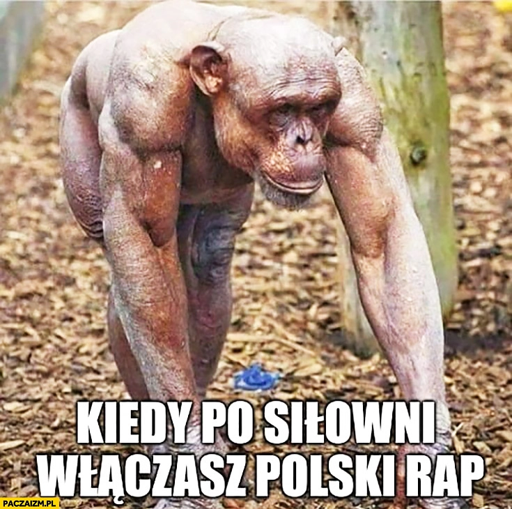 
    Kiedy po siłowni włączasz polski rap przypakowana małpa