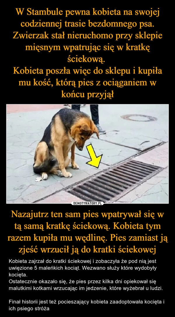 
    W Stambule pewna kobieta na swojej codziennej trasie bezdomnego psa. Zwierzak stał nieruchomo przy sklepie mięsnym wpatrując się w kratkę ściekową. 
Kobieta poszła więc do sklepu i kupiła mu kość, którą pies z ociąganiem w końcu przyjął Nazajutrz ten sam pies wpatrywał się w tą samą kratkę ściekową. Kobieta tym razem kupiła mu wędlinę. Pies zamiast ją zjeść wrzucił ją do kratki ściekowej