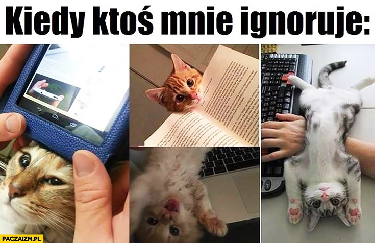 
    Kiedy ktoś mnie ignoruje koty kotki przeszkadzają w pracy