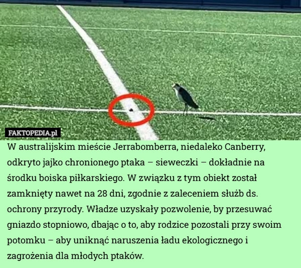 
    W australijskim mieście Jerrabomberra, niedaleko Canberry, odkryto jajko