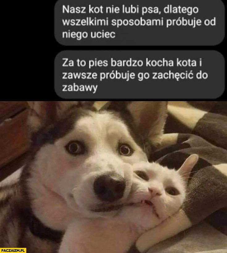 
    Nasz kot nie lubi psa próbuje od niego uciec, pies kocha kota i próbuje go zachęcić do zabawy