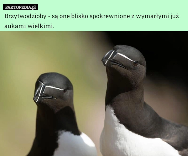 
    Brzytwodzioby - są one blisko spokrewnione z wymarłymi już aukami wielkimi.